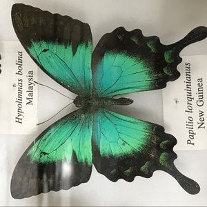 Meet your Posher, Courtney